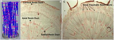 Breeding and Engineering Trees to Accumulate High Levels of Terpene Metabolites for Plant Defense and Renewable Chemicals